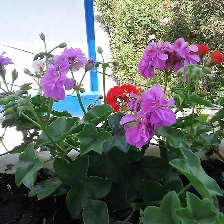 Casa Babica ゲストハウス 3*