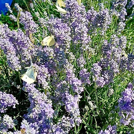 Casa Babica Costinesti