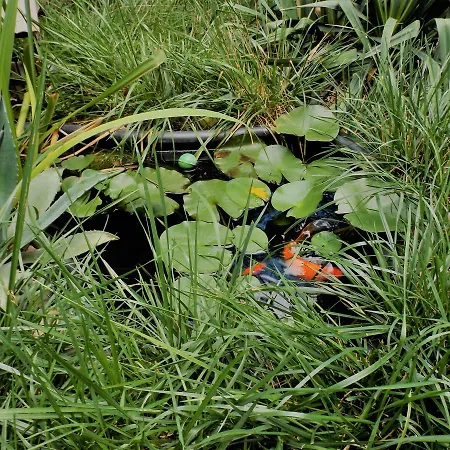 Pensjonat Casa Babica